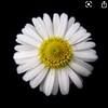 daisy7809